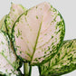 Gift Small indoor Aglaonema Pink Valentine in a eco friendly yellow ceramic pot online 