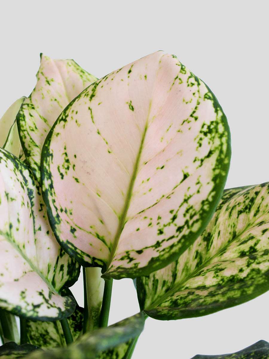Gift beautiful indoor plant duo Aglaonema pink valentine in eco friendly pink planters online
