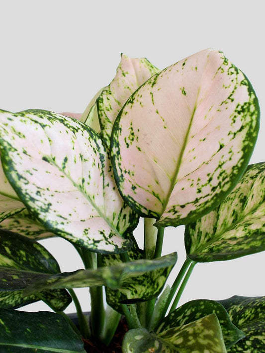 Shop stunning indoor Aglaonema Valentine plant in a premium ceramic pot in India
