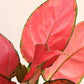 Shop Beautiful plant Aglaonema red anjamani in eco friendly jute pot online 