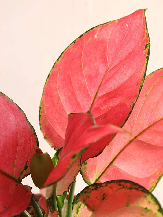 Shop Beautiful plant Aglaonema red anjamani in eco friendly jute pot online 