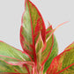 Shop Stunning potted houseplant Aglaonema lipstick in high quality  ceramic pot in India