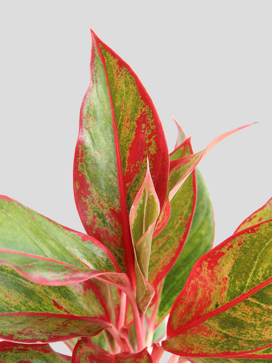 Gift Large potted Aglaonema red lipstick plant in premium quality pot in India