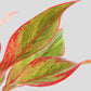 buy colorful indoor plant Aglaonema red lipstick plant in colorful ceramic pot in India