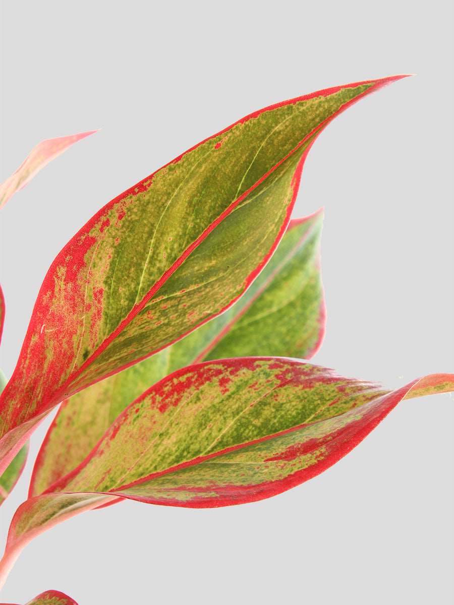 Order small indoor plant Aglaonema lipstick in premium cotton planter online