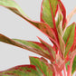 Buy small plant Aglaonema red lipstick in high quality ceramic blue pot online