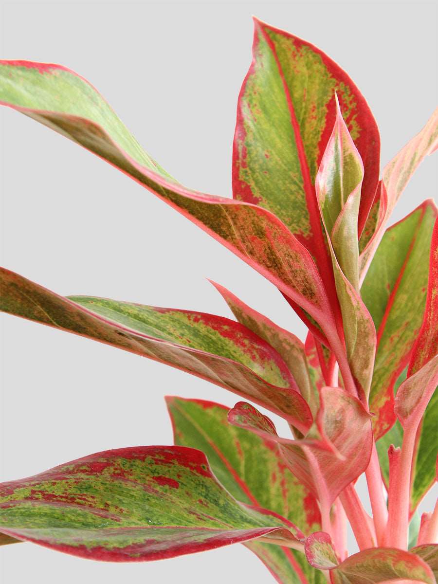 Buy small plant Aglaonema red lipstick in high quality ceramic blue pot online