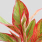 Gift small potted indoor plant Aglaonema red lipstick in premium ceramic pot in India