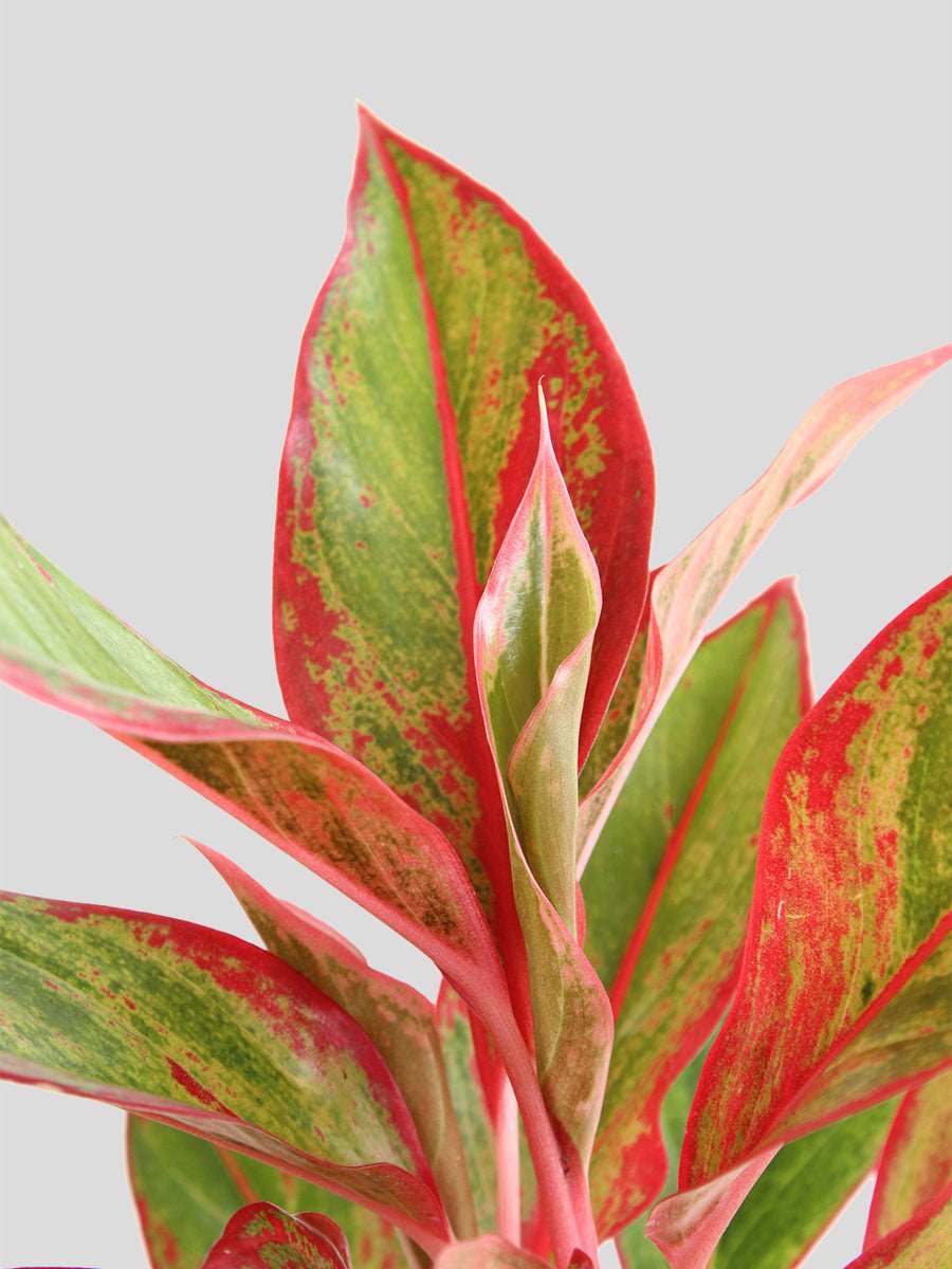 Gift beautiful potted Aglaonema red lipstick plant in premium brown jute planter in India