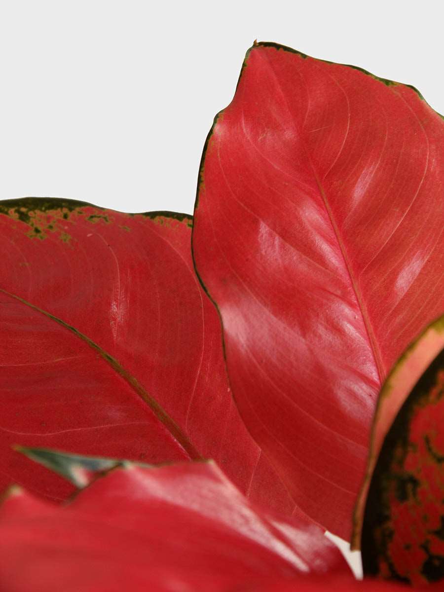 Shop Stunning medium potted Aglaonema red lipstick in high quality cotton planter in India