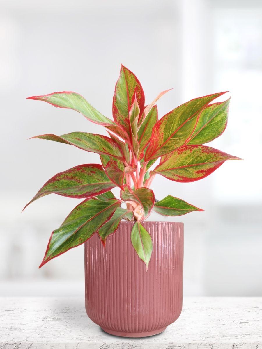 Aglaonema Red Lipstick Plant in Ceramic Pot (Large)