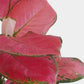 Red Aglaonema Indoor Colorful Plant