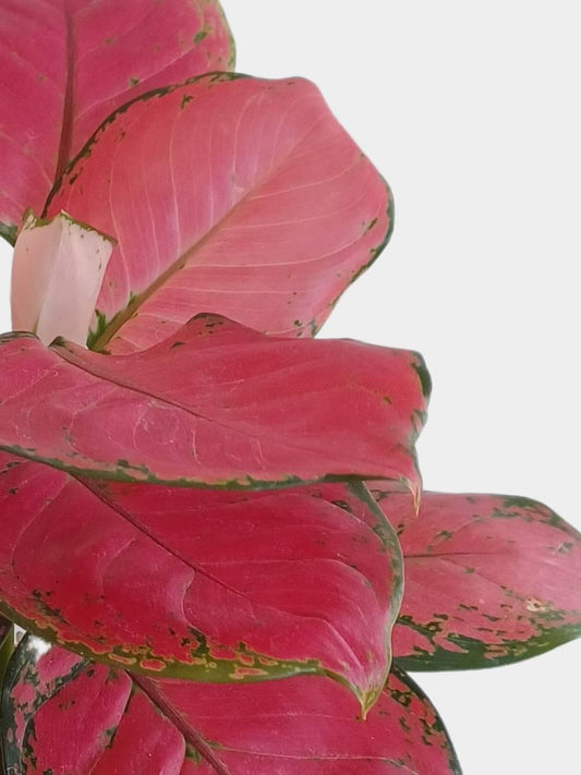 Red Aglaonema Indoor Colorful Plant