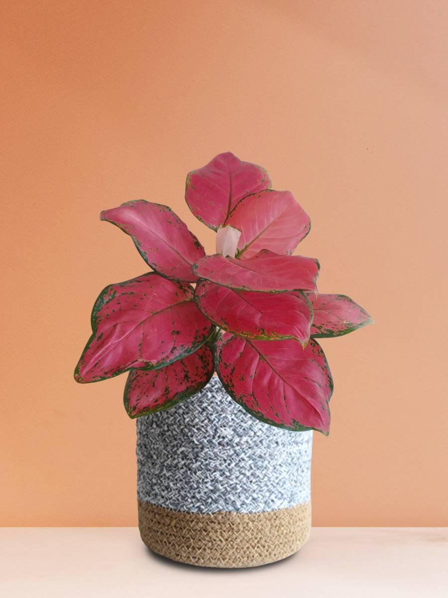 Indoor Aglaonema Plant Red Ruby Variety