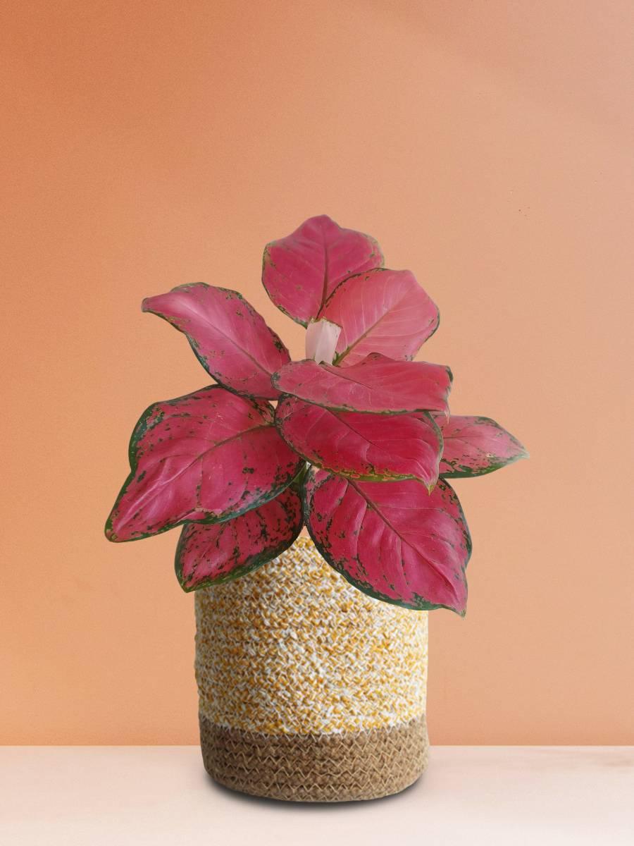 Red Aglaonema Plant in Yellow Pot for Home
