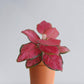 buy beautiful indoor red aglaonema plant
