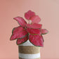 Jute Planter with Red Aglaonema Indoor Plant