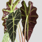 Alocasia Amazonica (Medium)