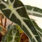 Alocasia Bambino Arrow (Medium)