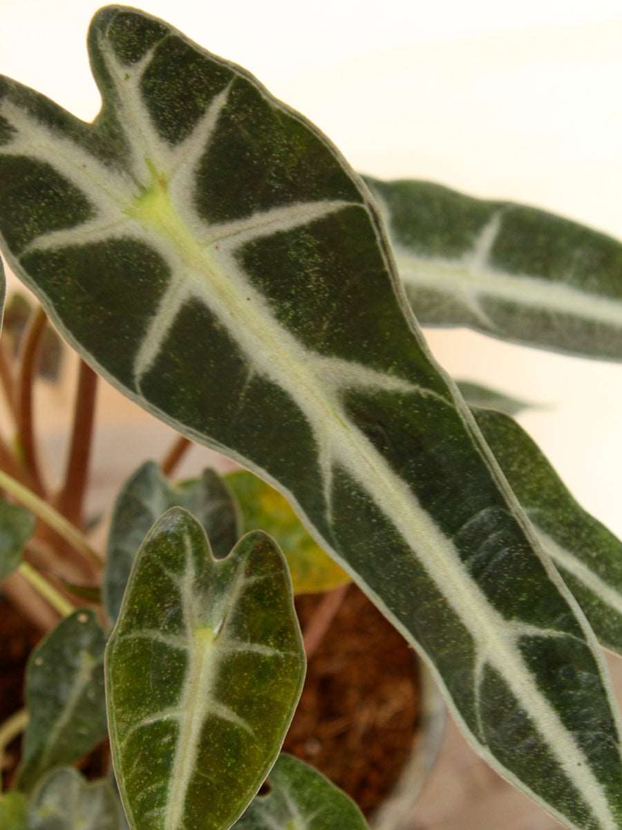 Alocasia Bambino Arrow (Medium)