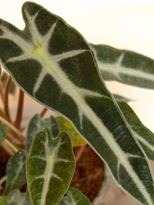 Alocasia Bambino Arrow (Medium)