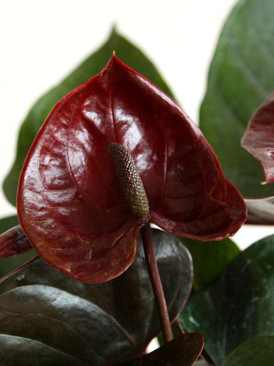 Anthurium Chocolate (Medium)