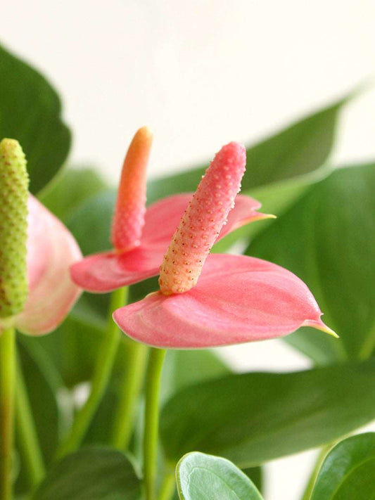 Anthurium Pink (Medium)