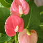 Anthurium Pink (Large)