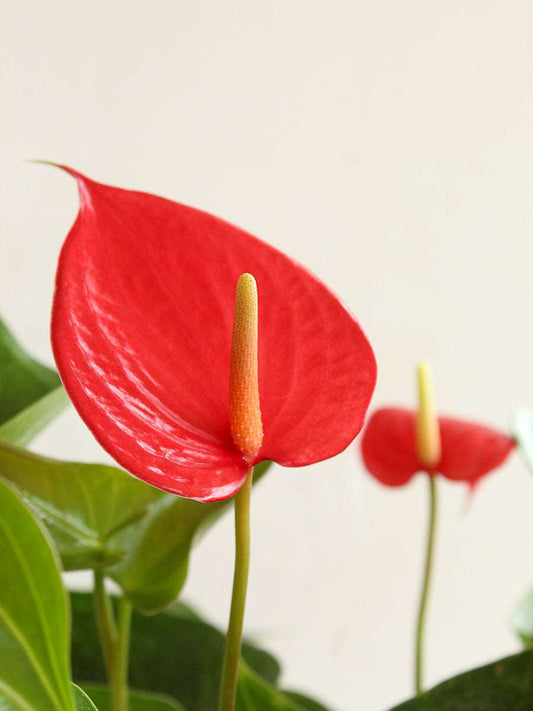 Anthurium Red (Medium)