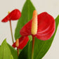 Anthurium Mini Red (Small)