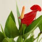 Anthurium Mini Red (Small)