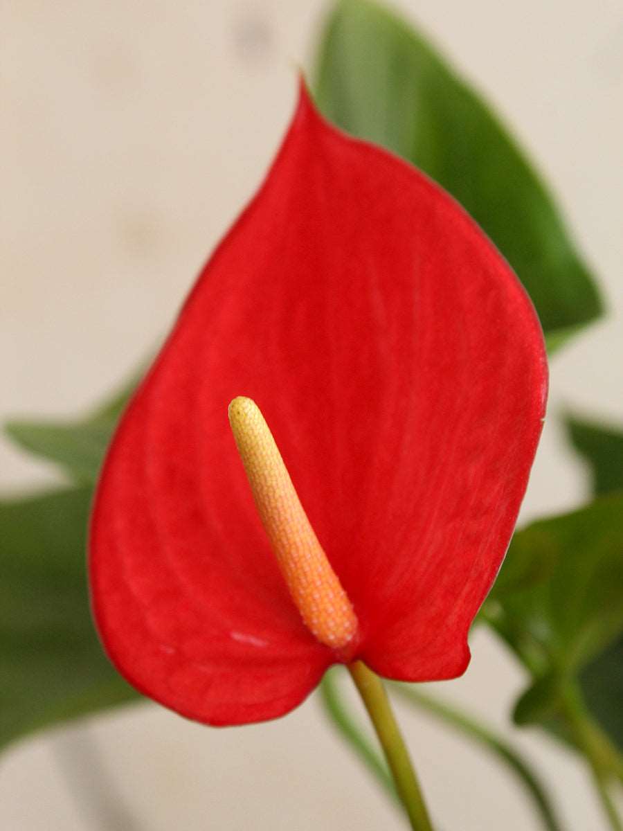 Anthurium Red (Large)