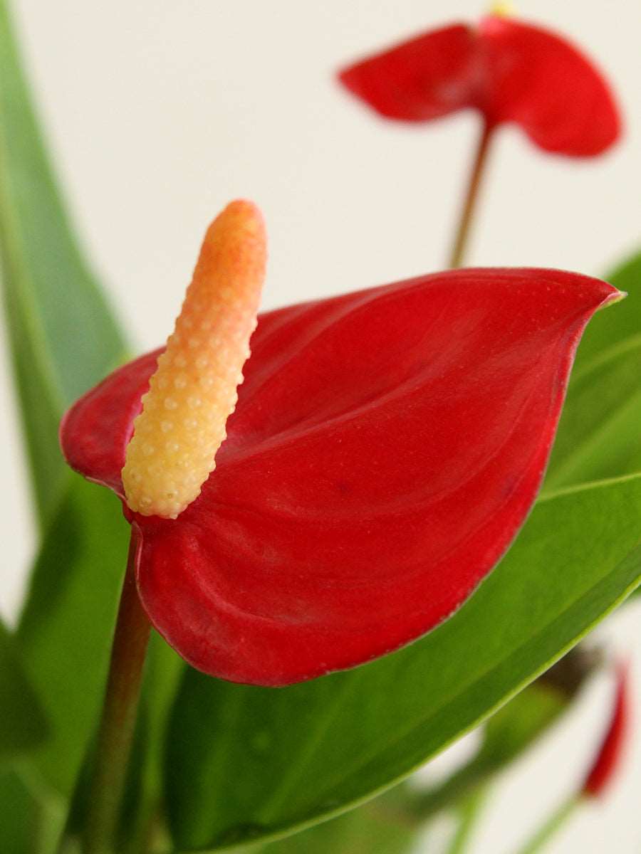 Anthurium Mini Red (Small)