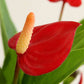 Anthurium Mini Red (Large)