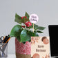 Flowering Anthurium Plants for Corporate Gifting