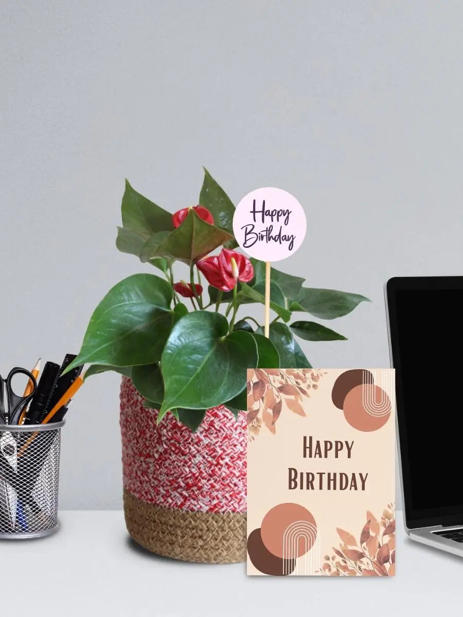 Flowering Anthurium Plants for Corporate Gifting