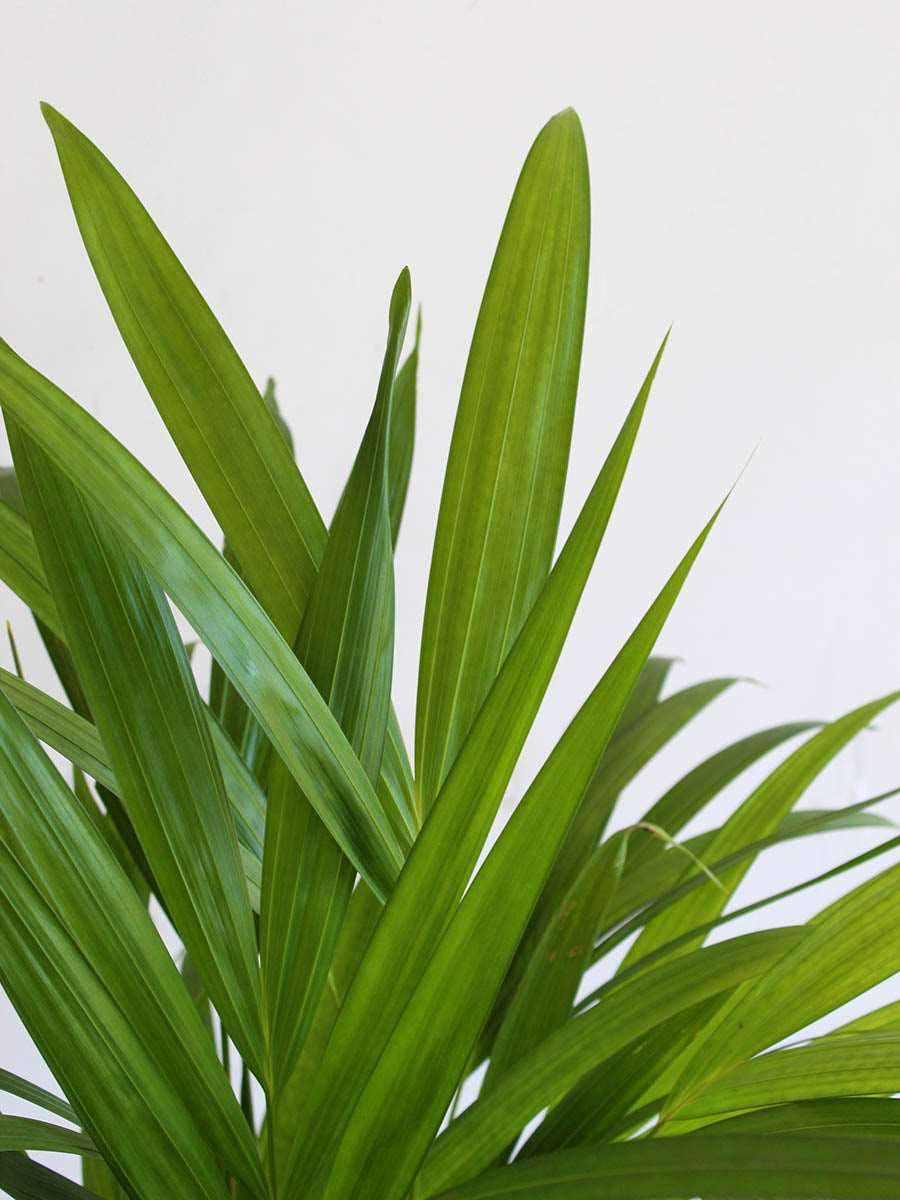 Areca Palm (X-Large)