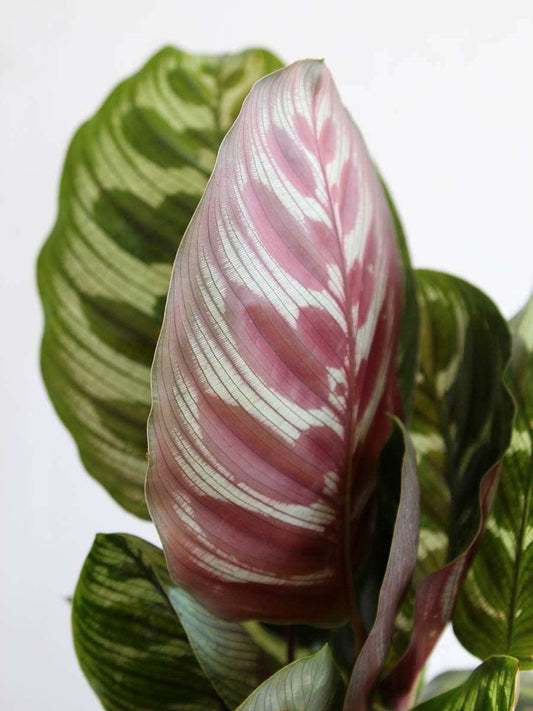 Calathea Peacock (Large)