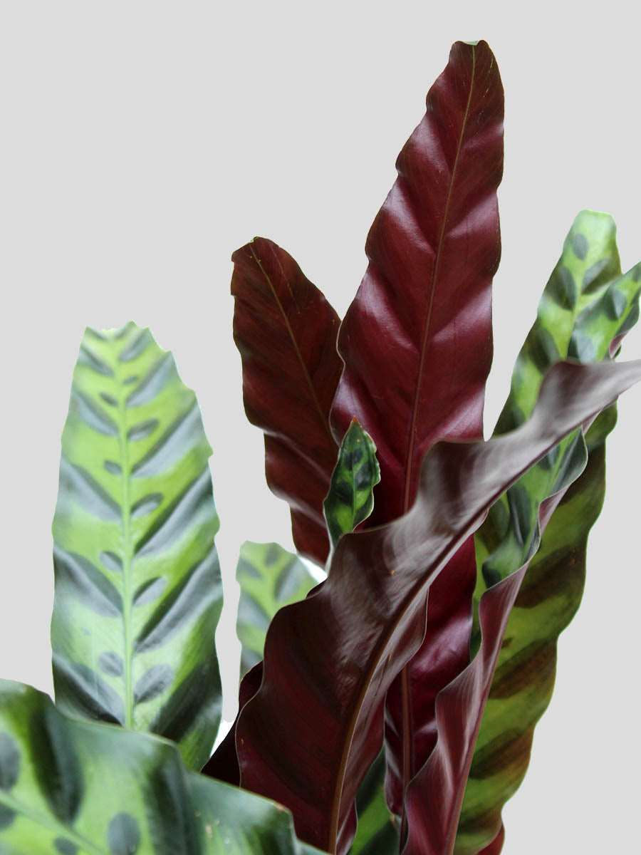 Calathea Rattlesnake (Medium)