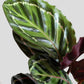 Calathea Roseopicta Illustris (Medium)