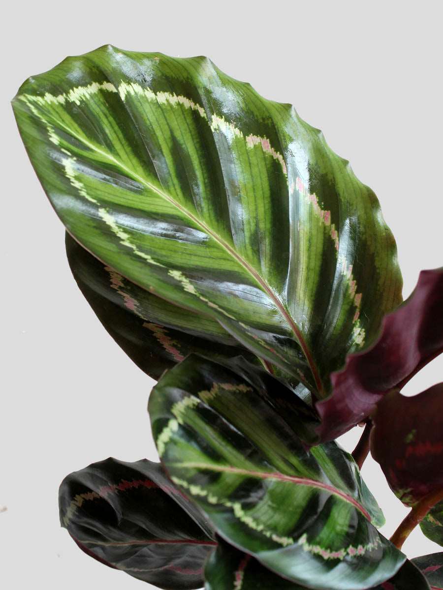 Calathea Roseopicta Illustris (Medium)