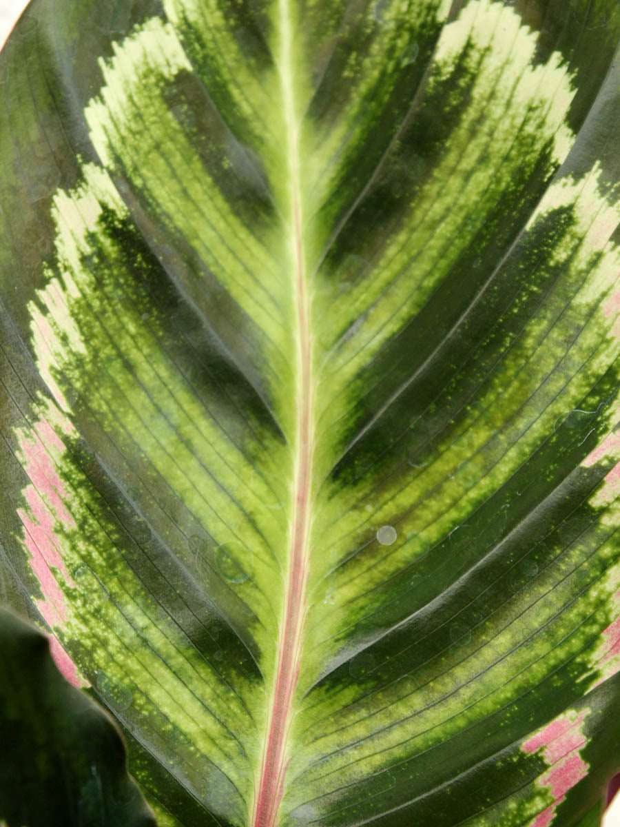 Calathea Roseopicta Illustris (Medium)