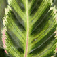 Calathea Roseopicta Illustris (Large)