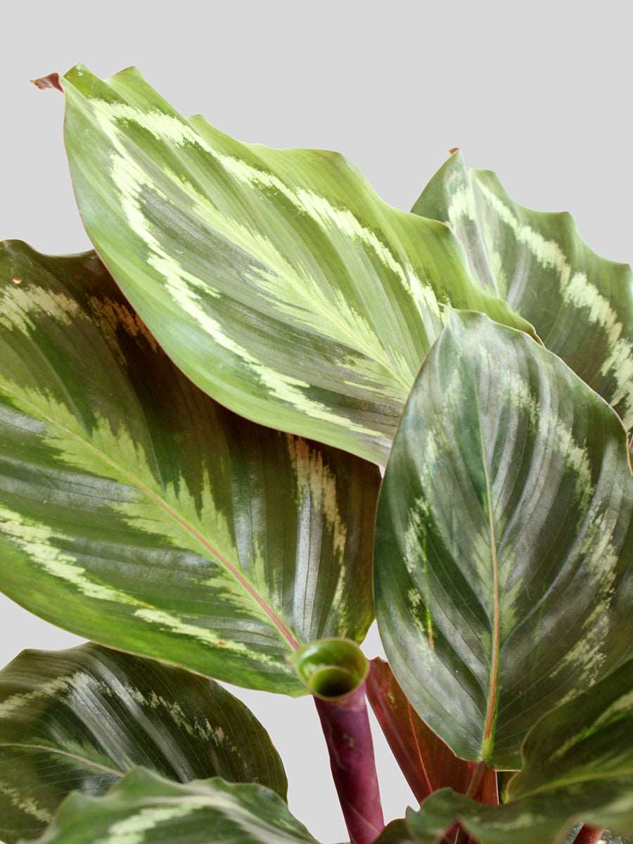 Calathea Roseopicta Medallion (Large)