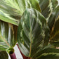 Calathea Roseopicta Medallion (Large)