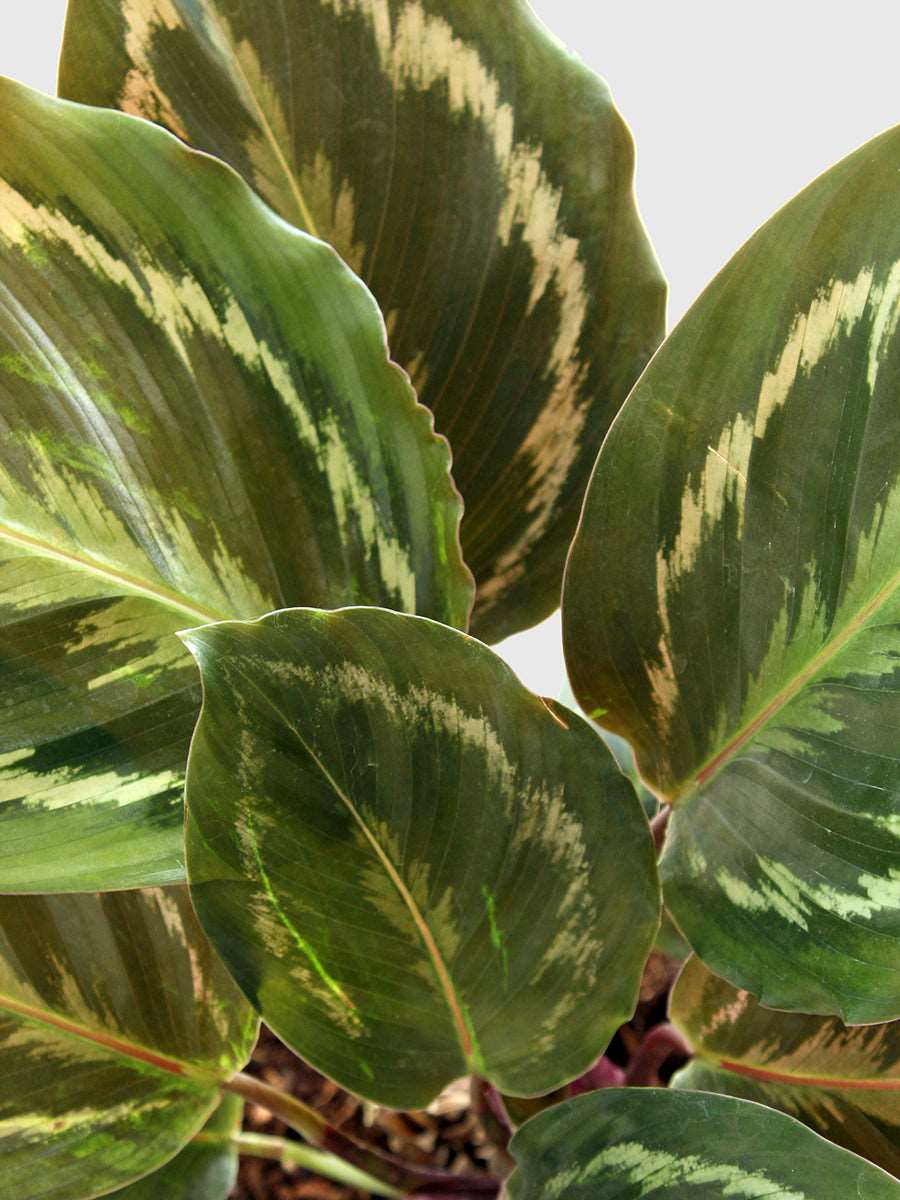 Calathea Roseopicta Medallion (Large)