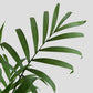 Chamaedorea Palm (X-Large)