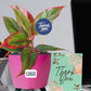 Colorful Bulk Corporate Gifting Plants for Events