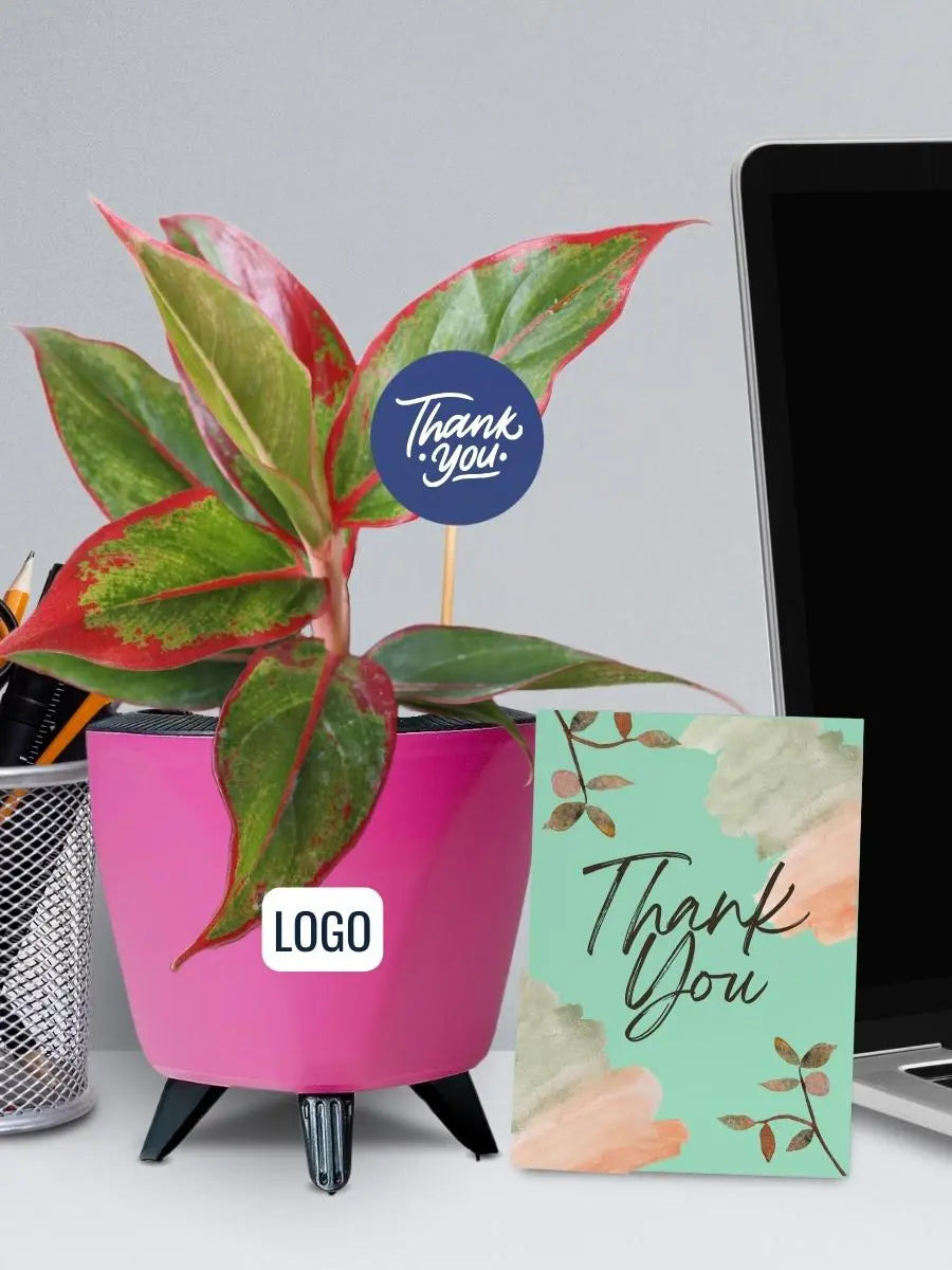 Colorful Bulk Corporate Gifting Plants for Events