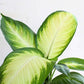 Dieffenbachia Honeydew (Large)